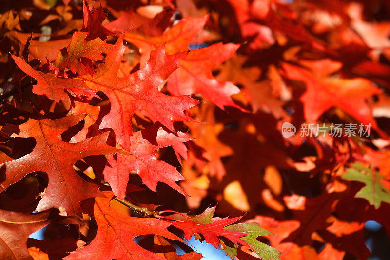 明亮的绿色，黄色，橙色和红色的美国橡树/北方红橡树(红色橡)的秋天树叶的图像，在蓝色的天空和阳光的映衬下，在树枝上闪烁着秋天的颜色，红色的树叶飘落到森林地面的秋天壁纸背景